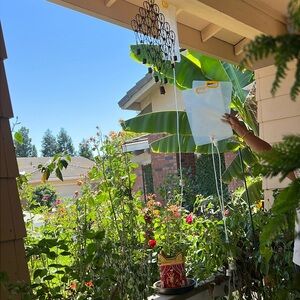 Plant watering system-IV